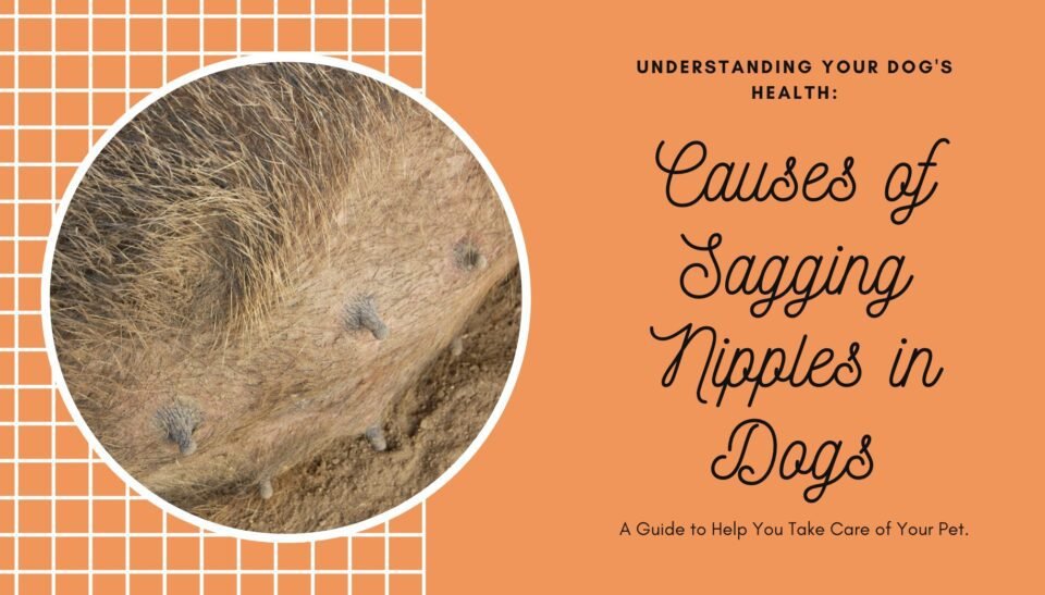 Learn the Causes of Sagging Nipples in Dogs